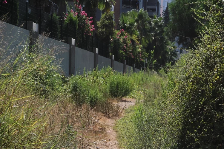 Antalya'da domuz sürüsü siteye girişi engelliyor haberinin görseli