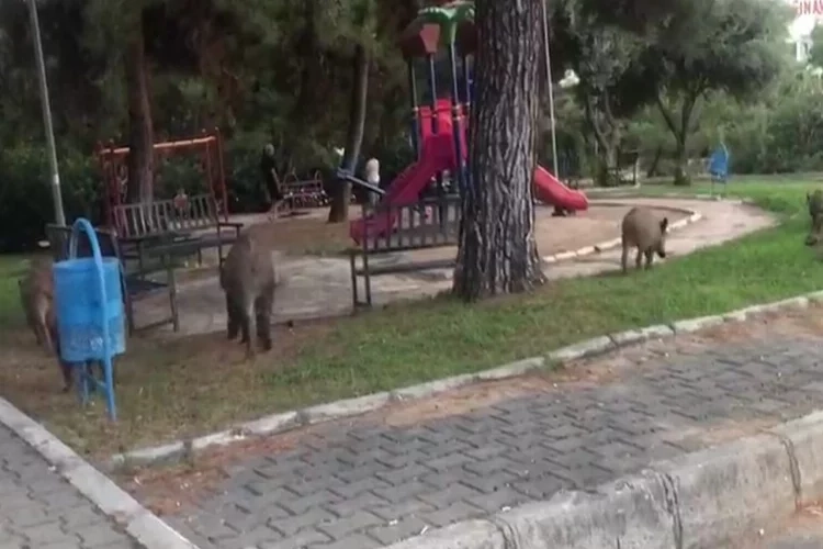 Bornova’da domuz tehlikesi: Halk tedirgin! haberinin görseli