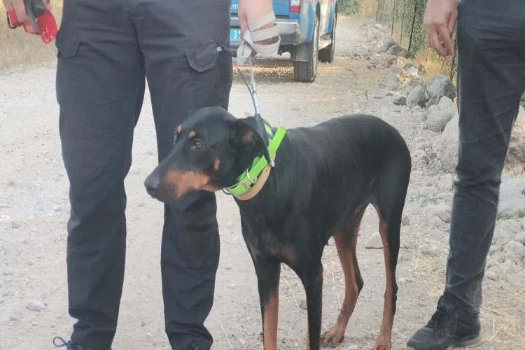 Dönen köpek Tina, sahibi Korhan Berzeg'i arıyor