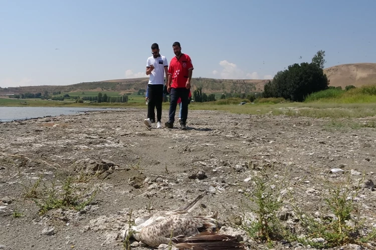 Bitlis’te martı ölümleri: Veteriner hekimler harekete geçti