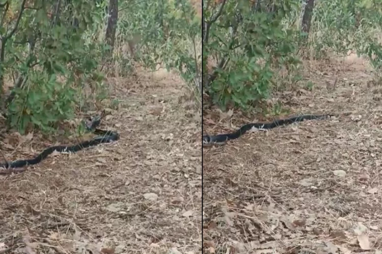 Anne kuş yuvasına girmek isteyen yılanın dikkatini böyle dağıttı