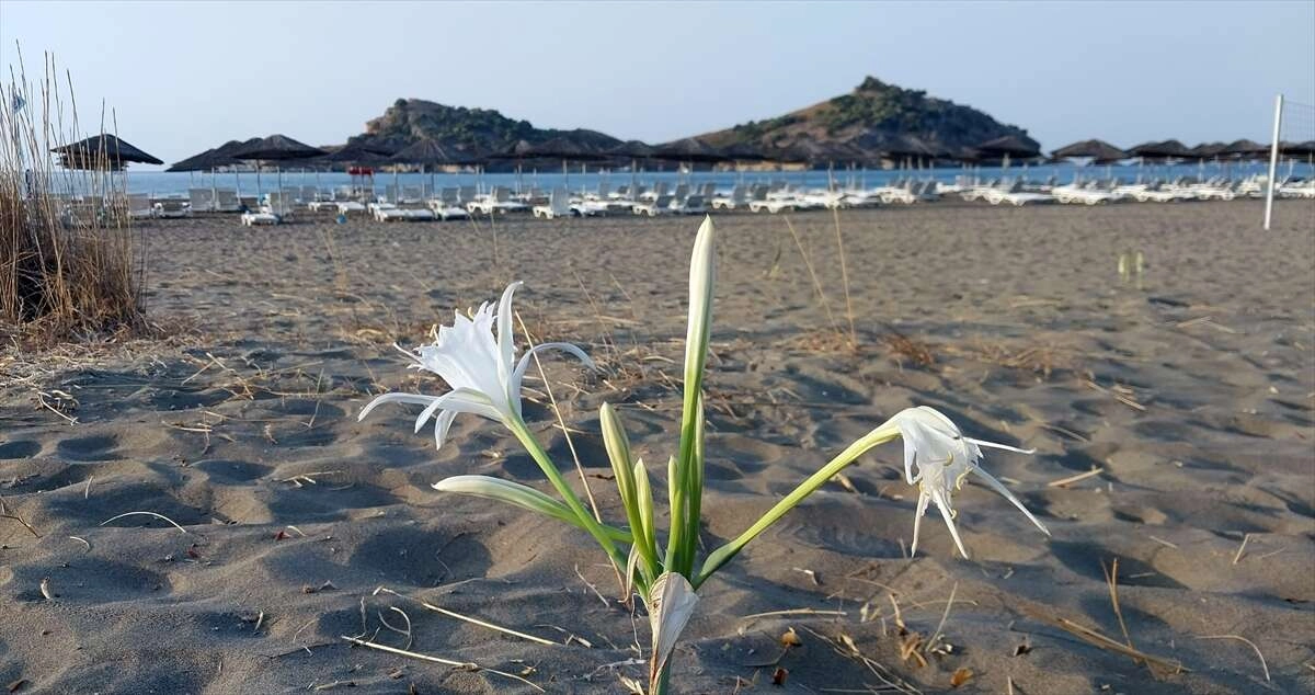 Muğla'da "kum zambakları" sahilleri süslüyor