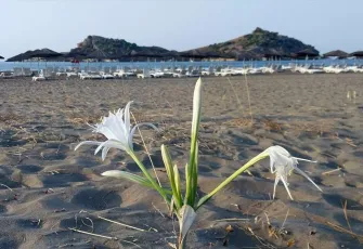 Muğla'da "kum zambakları" sahilleri süslüyor galerisinin önkapak görseli