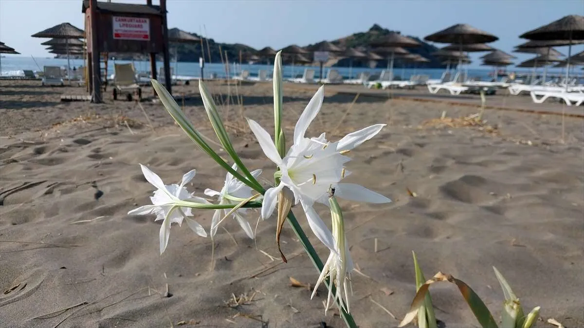 Muğla'da 