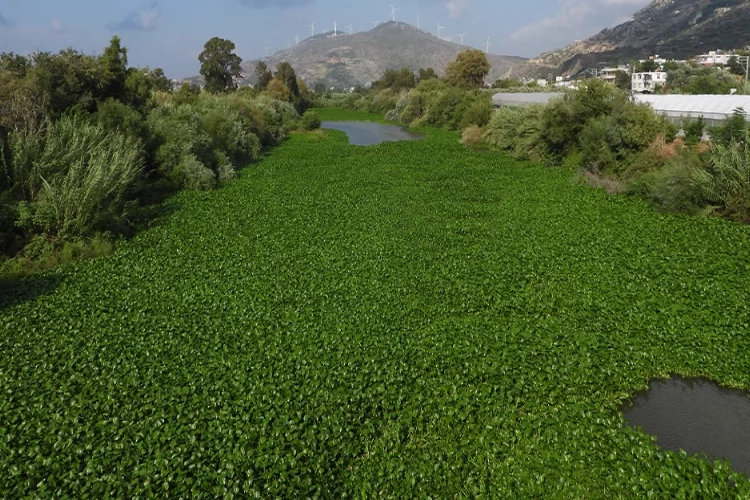 Su sümbülleri Asi Nehri'ni istila etti