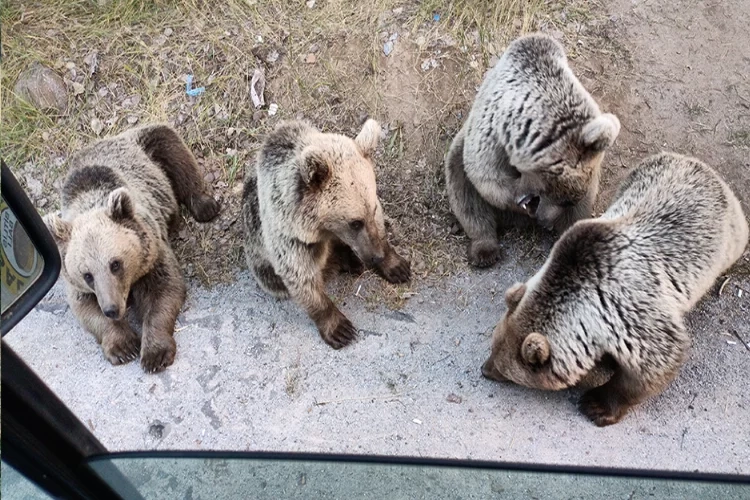 Bitlis’te ayı saldırısı: Şeker vermek isteyen vatandaş ölümden döndü