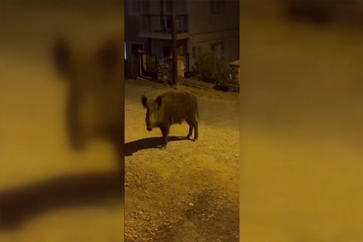 Muğla'da yaban domuzu şoku! haberinin görseli