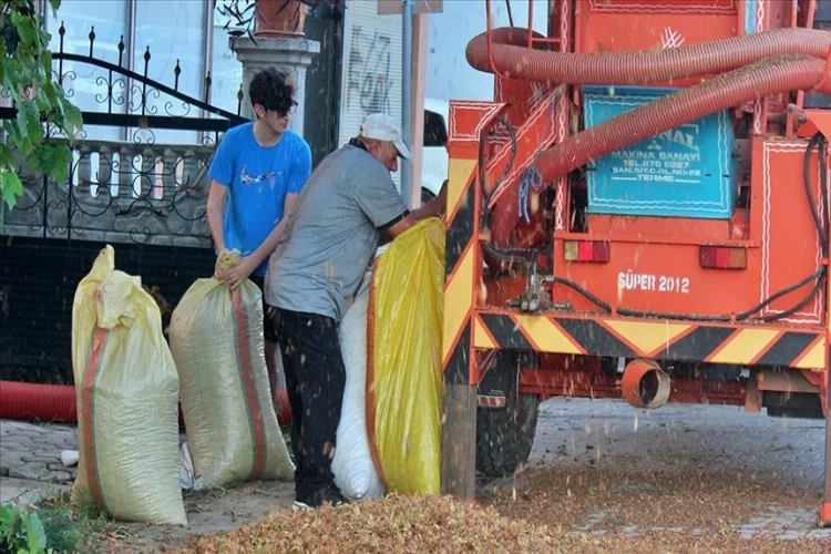 Karadeniz'de yaralanmalar fındık sezonunda artıyor haberinin görseli