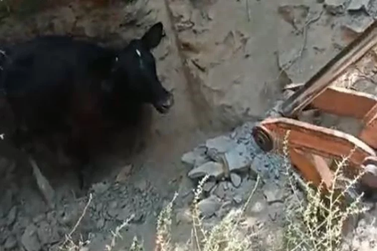 Aydın’da kuyuya düşen inek işte böyle kurtarıldı haberinin görseli