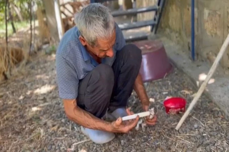 Annesiz kalan yavru kedilere sahip çıktı