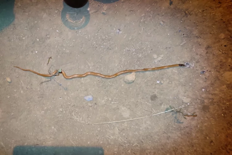 Bitlis'te endemik yılan türüne rastlandı haberinin görseli