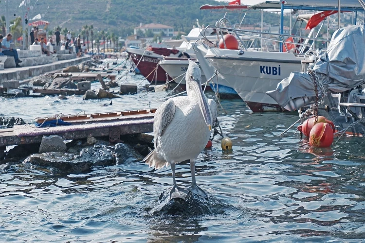 Tosun adlı pelikanın tercihi yeniden Foça oldu haberinin görseli