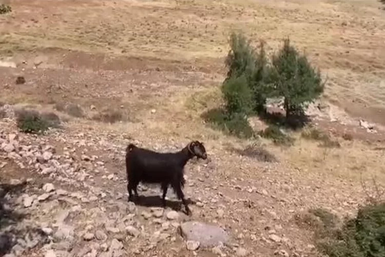 Denizli’de belgeselleri aratmayan görüntüler haberinin görseli