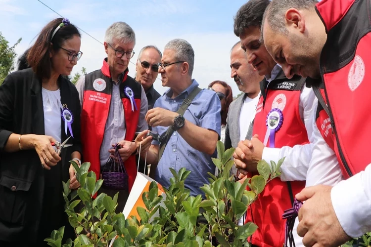 Coğrafi işaretli aronyada hasat sevinci haberinin görseli
