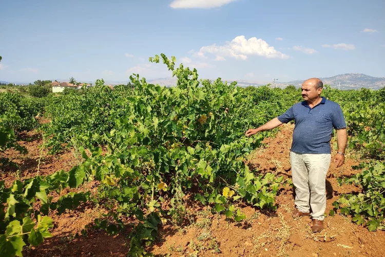 Denizli'nin Çal karasında hasat devam ediyor haberinin görseli