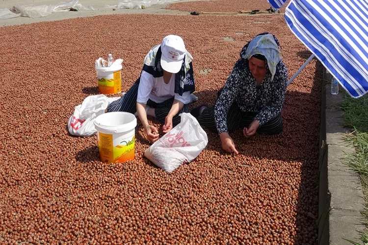 Fındık fiyatları yükselme eğilimine girdi