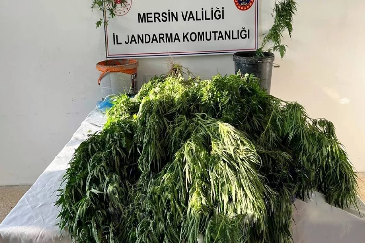Mersin'de zehir tacirlerine operasyon haberinin görseli