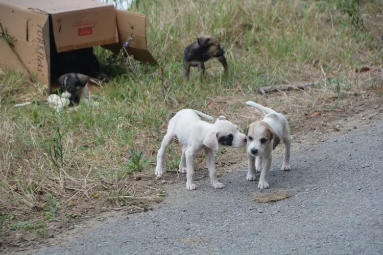 Sinop'ta Mertoğlu köyünde başıboş köpek sorunu