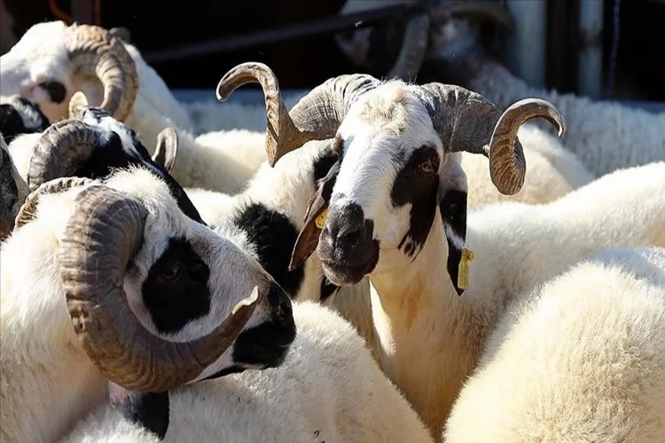 Üreticileri tarımsal desteklerin erken ödenmesi sevindirdi haberinin görseli