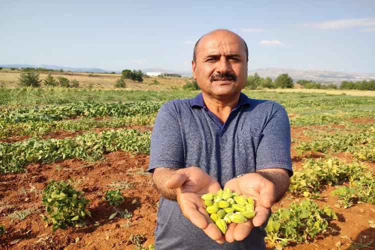 Denizli'nin meşhur bamyayasına coğrafi işaret çalışması başlatıldı haberinin görseli