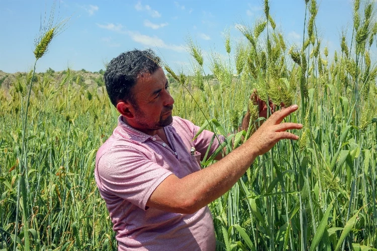 Boyu 2 metreye yaklaşan buğday görenleri şaşırttı haberinin görseli