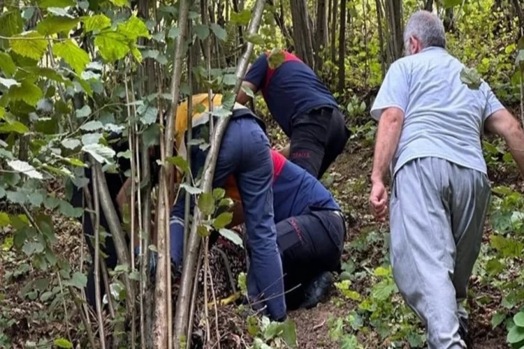 Zonguldak'ta bir kişi fındık toplarken ağaçtan düştü haberinin görseli