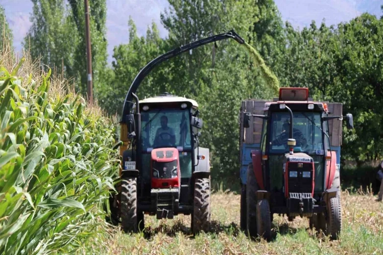Erzincan’da silajlık mısır hasadı haberinin görseli