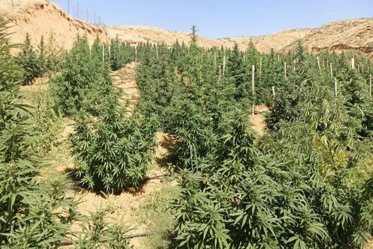 Bingöl'de 88 bin 766 kök kenevir ele geçirildi haberinin görseli