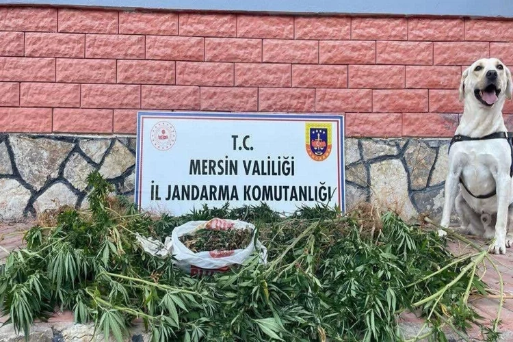Mersin'de uyuşturucu operasyonu haberinin görseli