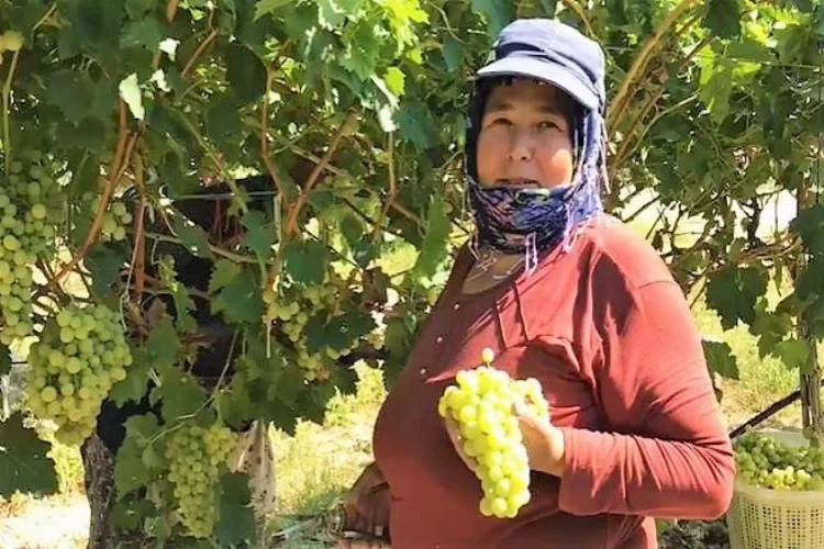 Üzüm bağları beyaz örtülerle kaplandı haberinin görseli