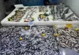 Sinop’ta hamsi tezgahla buluştu