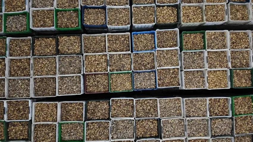 Kuru incirlerin ihracat yolculuğu başlayacak