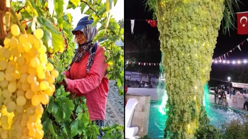 Üzüm Festivali'nde dev üzüm salkımı ilgi gördü   haberinin görseli