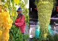 Üzüm Festivali'nde dev üzüm salkımı ilgi gördü  