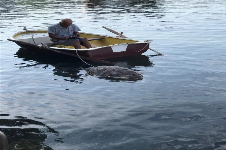 Muğla'da caretta caretta sahile vurdu haberinin görseli