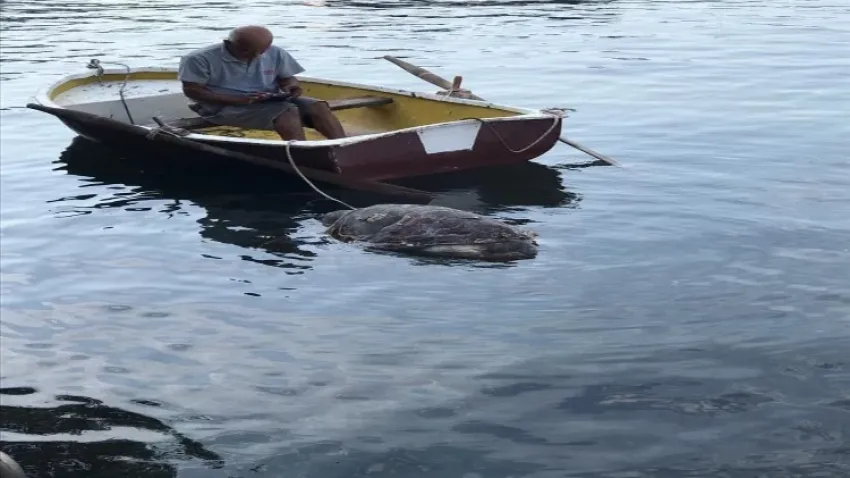 Muğla'da caretta caretta sahile vurdu haberinin görseli