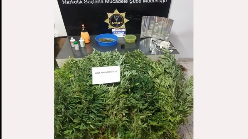 Mersin’de uyuşturucu operasyonu! Bakın nerede yetiştirmişler haberinin görseli