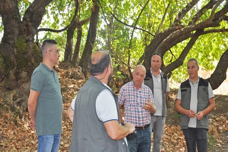 Balıkesir Sındırgı'da bulunan çınar ağaçları incelendi