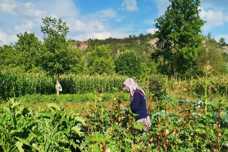 Köylüler ata tohumu özlemi çekiyor   haberinin görseli
