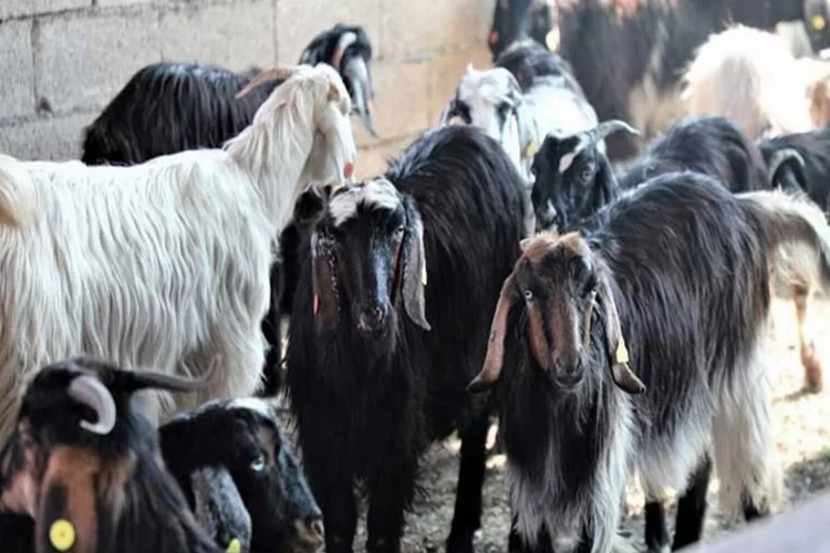 Muğla'da Kıl Keçisi projesi için başvuru tarihi uzatıldı haberinin görseli