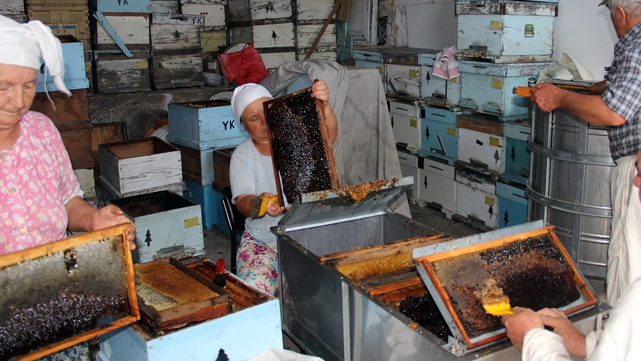 Muğla'da çam balı üretimi başladı