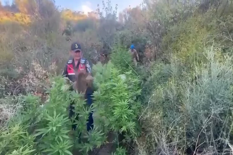 Şarköy’de kenevir ve kubar esrar ele geçirildi haberinin görseli