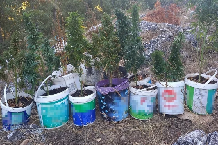 Ormanlık alanda kenevir yetiştiren şahıslara baskın haberinin görseli