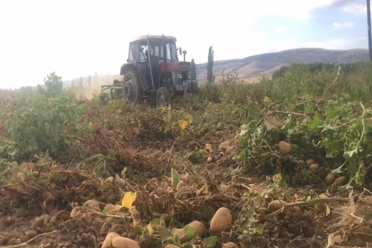 Erzincan’da patates hasadı başladı