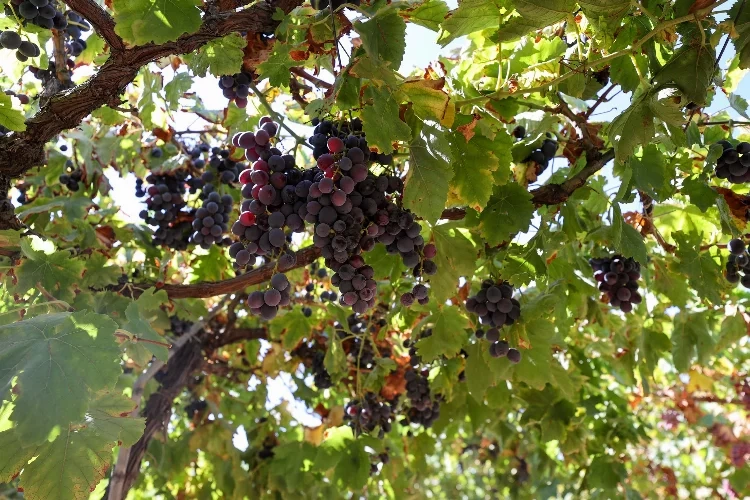 Buca bağlarında hasat başladı