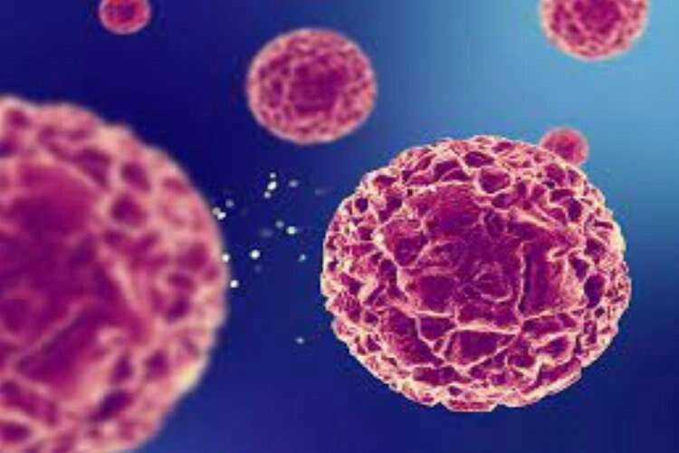 Haploidentik kök hücre nakli tedavide önemli bir seçenek oluşturuyor haberinin görseli