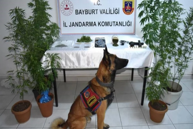 Bayburt’ta yasadışı kenevir ekimi yapan kişiler tutuklandı haberinin görseli