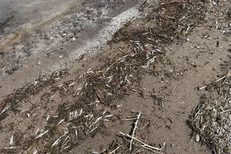 Tunceli'de binlerce ölü balık kıyıya vurdu