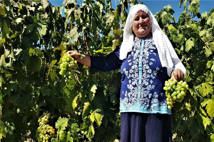 Safranbolu'nun Çavuş üzümünde hasat zamanı haberinin görseli