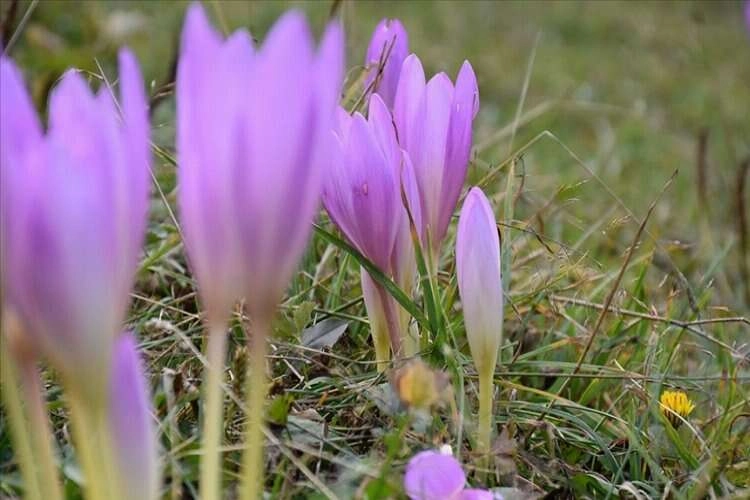Trabzon’un yüksek kesimlerine renk kattı haberinin görseli